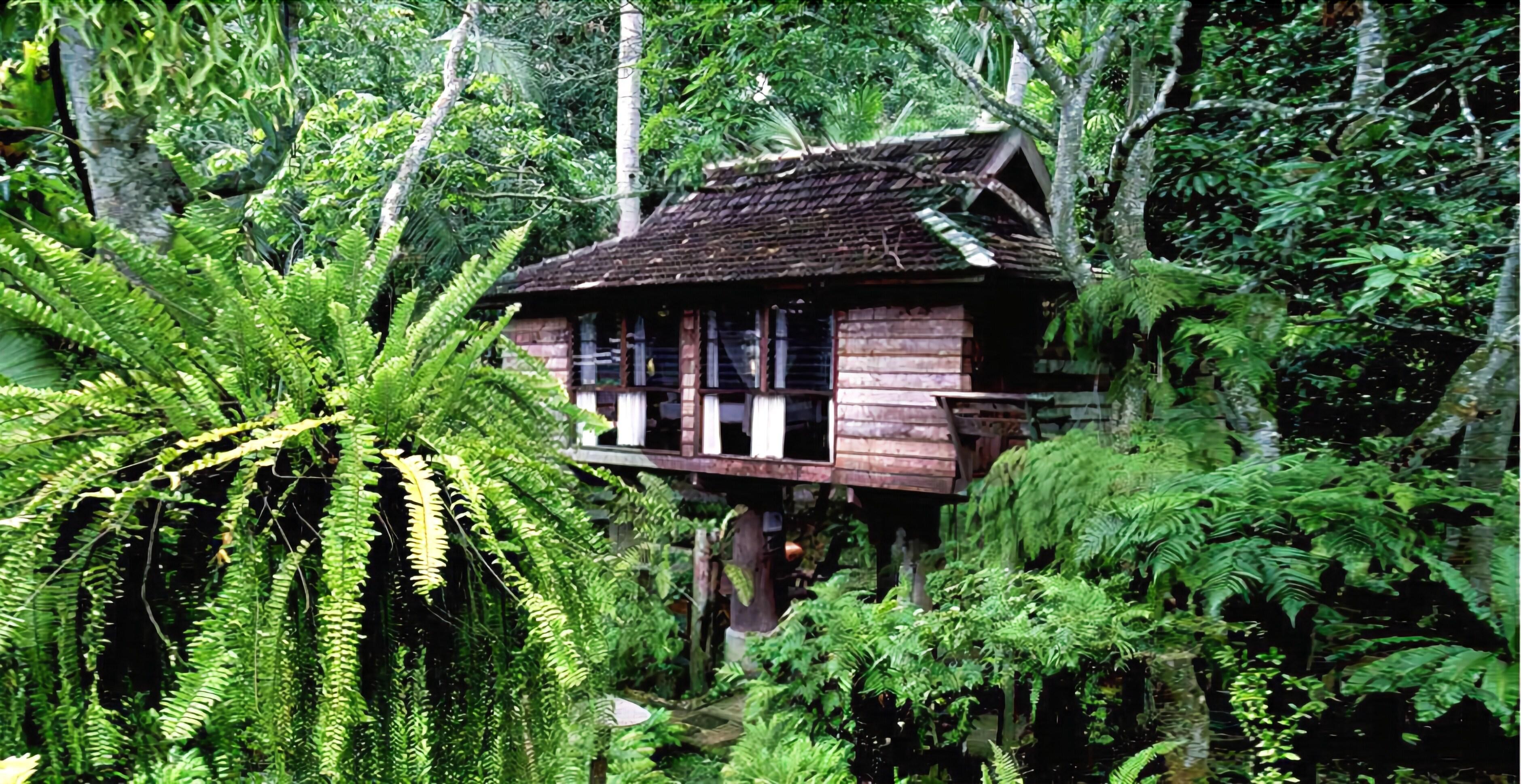 Fern Paradise — Photos 1