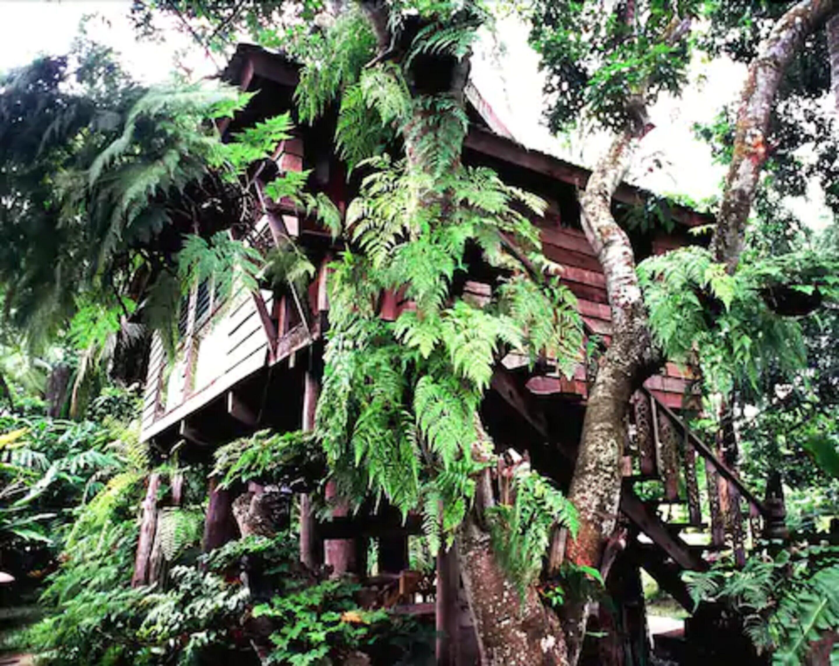 Fern Paradise — Photos 2